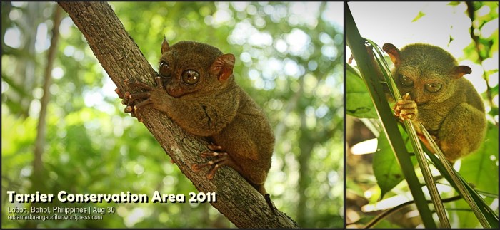 Bohol's Tarsier  --click on image for a full view :)